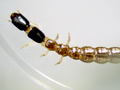 unidentified snakefly larva
